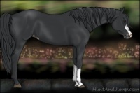 Horse Color:Black Appaloosa