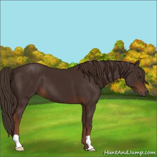 Horse Color:Liver Chestnut 