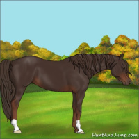 Horse Color:Liver Chestnut 