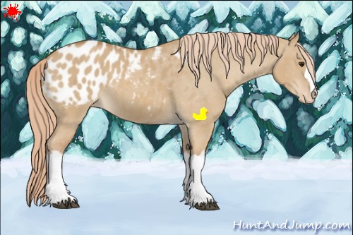 Horse Color:Red Dun Appaloosa 