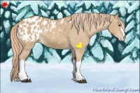 Horse Color:Red Dun Appaloosa