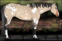 Horse Color:White Spotted Bay Dun Sabino Rabicano