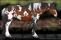 Horse Color:White Spotted Brown Sabino