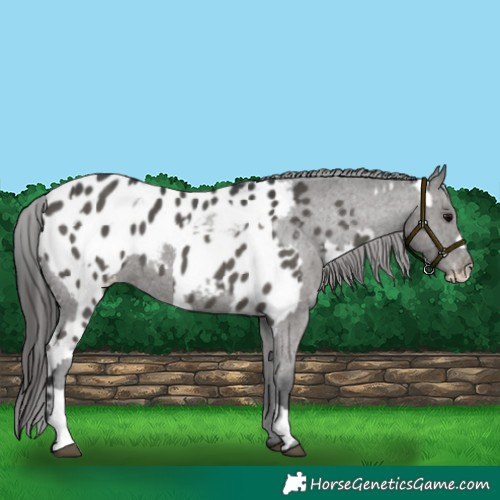 Horse Color:Grullo Appaloosa and Grullo Appaloosa