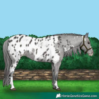 Horse Color:Grullo Appaloosa and Grullo Appaloosa