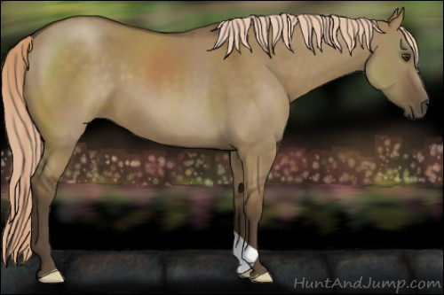 Horse Color:Chocolate Palomino Dun
