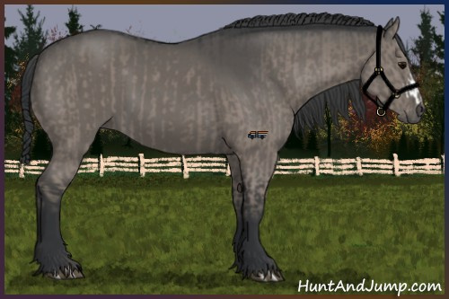 Horse Color:Grullo and Grullo
