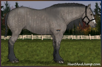 Horse Color:Grullo  and Grullo 