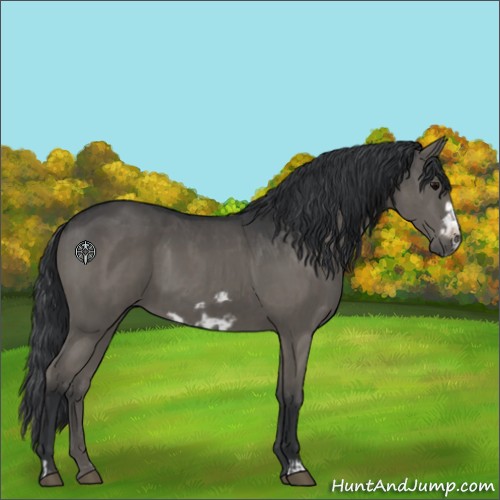 Horse Color:Grullo  and Grullo Frame 
