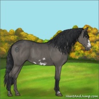 Horse Color:Grullo  and Grullo Frame 
