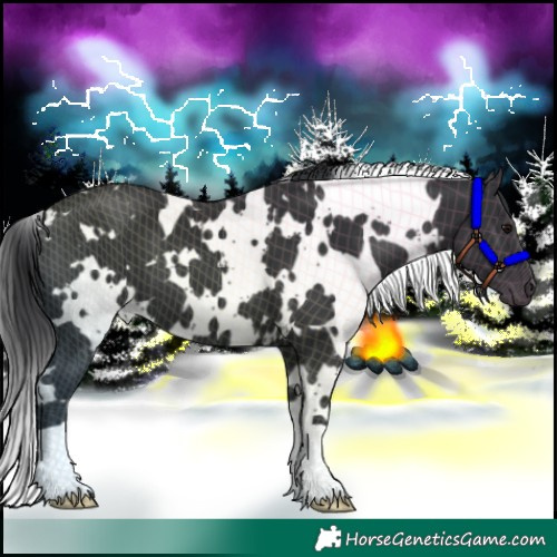 Horse Color:White Spotted Black 