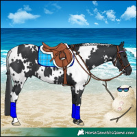 Horse Color:White Spotted Black