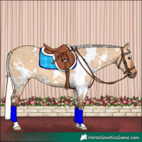 Horse Color:White Spotted Silver Bay Dun 