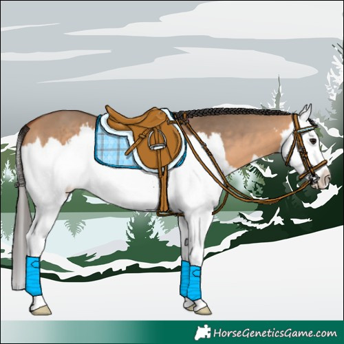 Horse Color:Bay Dun Sabino Splash 
