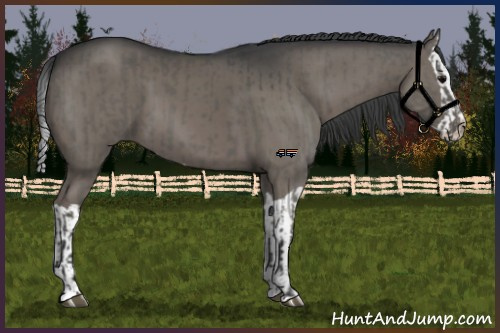 Horse Color:Grullo and Grullo Splash