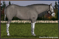 Horse Color:Grullo  and Grullo Splash 