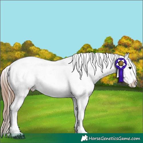 Horse Color:Bay Roan Near Leopard