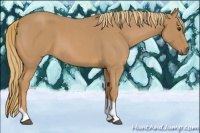Horse Color:Red Roan Tobiano 