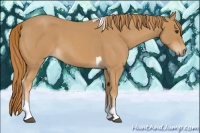 Horse Color:Red Roan Tobiano 