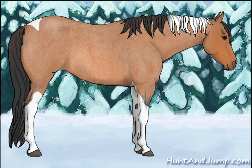 Horse Color:Bay Roan Tobiano 