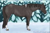 Horse Color:Smoky Blue Roan Tobiano
