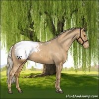Horse Color:Palomino Appaloosa