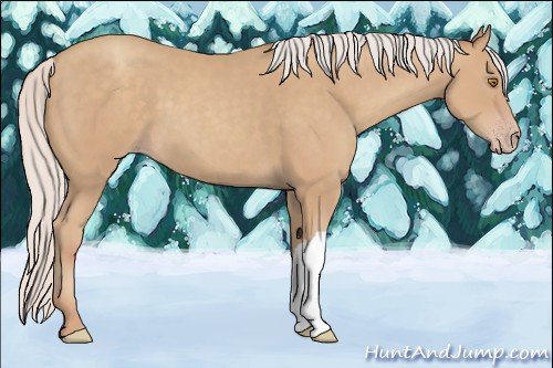 Horse Color:Silver Classic Champagne 