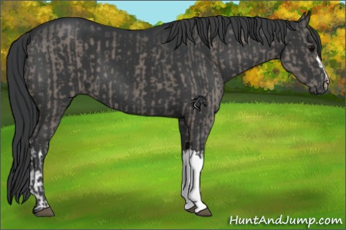 Horse Color:Grullo  and Black 