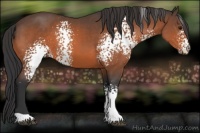 Horse Color:White Spotted Bay 