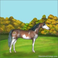 Horse Color:Painted White Spotted Bay Splash Varnish 