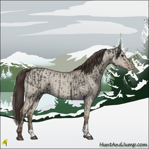 Horse Color:Grullo  and Classic Champagne Dun 