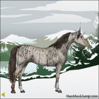 Horse Color:Grullo  and Classic Champagne Dun 
