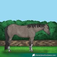 Horse Color:Grullo  and Grullo 