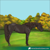 Horse Color:Liver Chestnut  and Liver Chestnut 