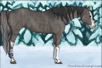 Horse Color:Grullo  and Grullo Splash 