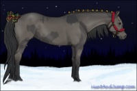 Horse Color:Grullo  and Grullo Rabicano 