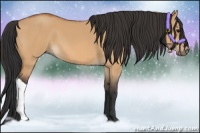 Horse Color:Bay Dun