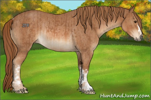 Horse Color:Chestnut and Chestnut Rabicano