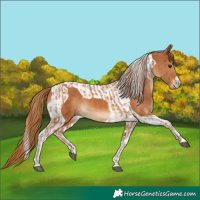 Horse Color:Chestnut  and Chestnut Tobiano 