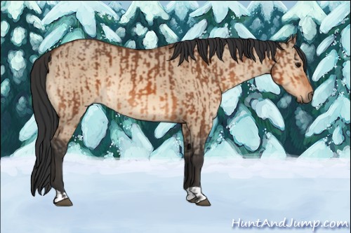 Horse Color:Bay  and Bay Dun 