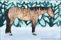 Horse Color:Bay  and Bay Dun 