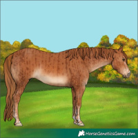 Horse Color:Chestnut  and Chestnut 