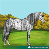 Horse Color:Black  and Gray Black 