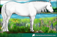 Horse Color:Gray Bay and White Spotted Buckskin Sabino Splash Rabicano