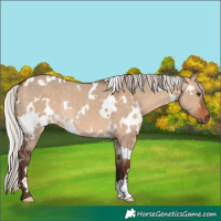 Horse Color:White Spotted Silver Bay Dun Rabicano 