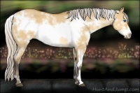 Horse Color:White Spotted Silver Buckskin Dun Frame Rabicano 