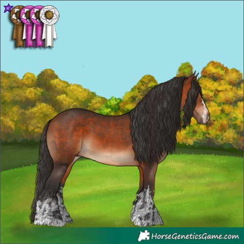 Horse Color:Bay  and Bay 