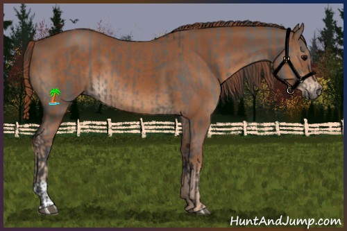 Horse Color:Grullo and Chestnut