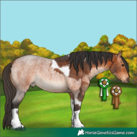 Horse Color:Bay Tobiano and Bay Roan