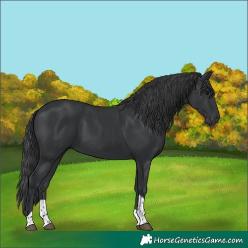 Horse Color:Black Tobiano 